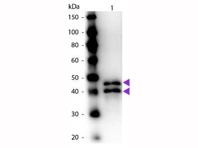 Western Blot: Ovalbumin Antibody [HRP] [NB120-20546] - Lane 1: Ovalbumin. Lane 2: None. Load: 50 ng per lane. Primary antibody: None. Secondary antibody: Peroxidase rabbit secondary antibody at 1:1,000 for 60 min at RT. Block: incubated with blocking buffer for 30 min at RT. Predicted/Observed size: 45 kDa, 45 kDa for Ovalbumin. Other band(s): Ovalbumin splice variants and isoforms.